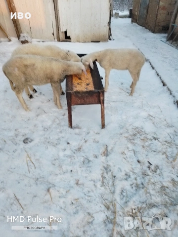 агнета , снимка 4 - Овце - 53147060
