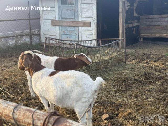 женски кози боер, снимка 3 - Кози - 52481932