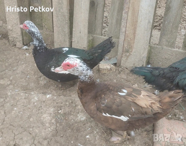 Продавам неми Патици и Патори , снимка 7 - Патици и гъски - 54097625