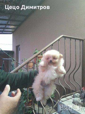 померанчета , снимка 6 - Померан - 52590550