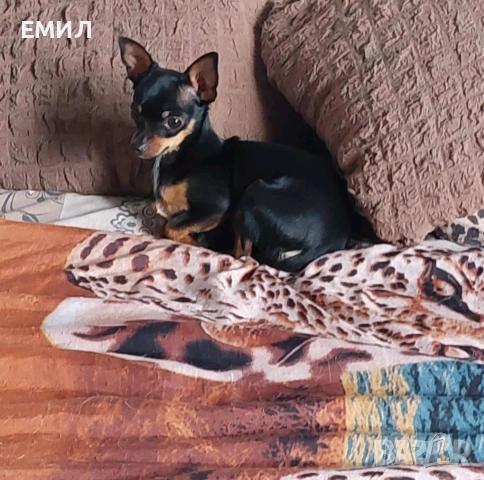 Джак ръсел , снимка 6 - Джак ръсел териер - 52965436