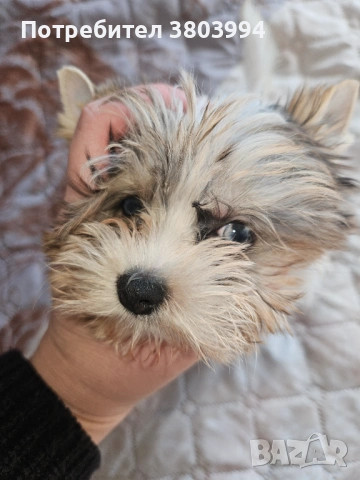 Бивер / йоркширски териер. Родословна Прекрасна красавица със сини очи. , снимка 2 - Йоркширски териер - 53107306