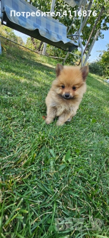 Мини Померан, снимка 1