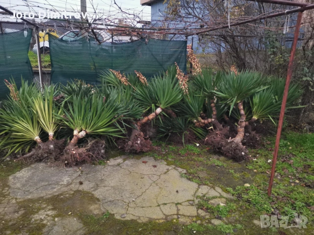 Палма юка външна студоустойчива, снимка 8 - Градински цветя и растения - 53031740