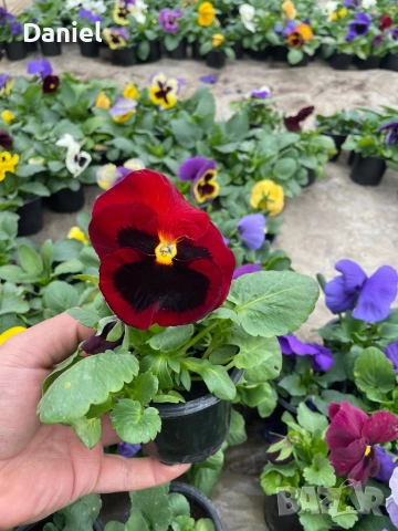 Теменужки и парички, снимка 8 - Градински цветя и растения - 53939781