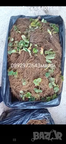 Расзад ягоди и малини , снимка 9 - Разсади - 49392303