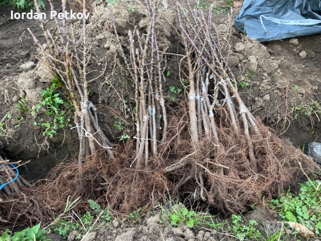 Мини дървета, снимка 4 - Разсади - 52656469