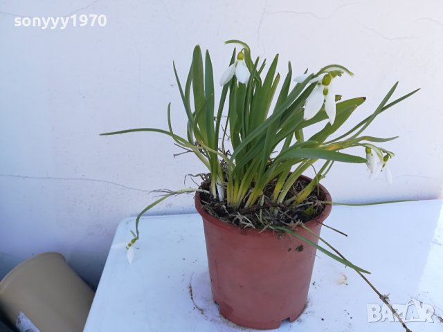 САКСИЯ С КОКИЧЕТА С ЛУКОВИЦИ 2402241515, снимка 16 - Градински цветя и растения - 44447365