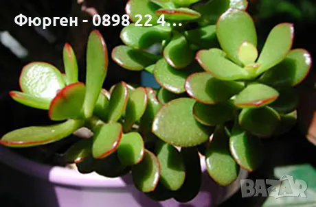 Дървото на Живота Красула, снимка 3 - Стайни растения - 49214533