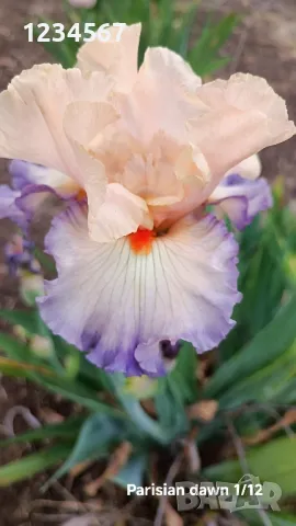 Ириси ризоми от сортови брадати ириси, снимка 8 - Градински цветя и растения - 50398119