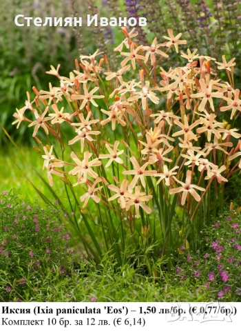 Иксия (Ixia paniculata 'Eos') –  луковици