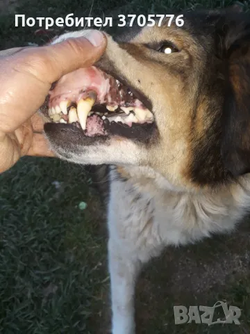 Каракачански кутраци