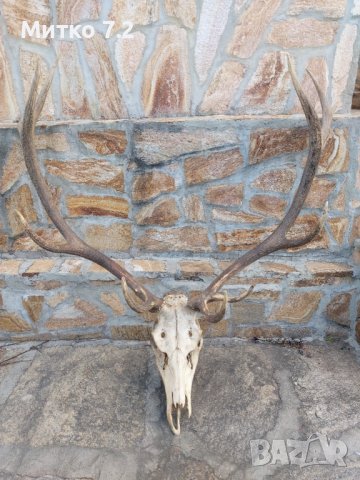 Трофей от голям благороден елен, снимка 6 - Други - 39779367