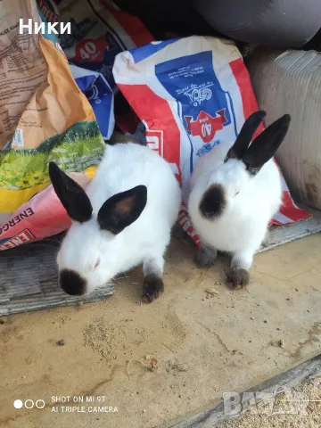 Калифорнийски женски 35 €