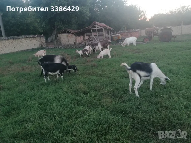 Кози с ярета и пръчове , снимка 3 - Кози - 56037005