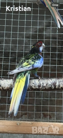 Свободни Розели - Мутация, снимка 4 - Папагали - 50741218