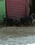 Продавам цвергпинчери., снимка 6