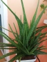 Алое, снимка 2