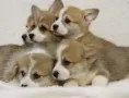 Уелско Корги , снимка 6