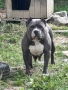 American Bully XL/Американско Були ХЛ, снимка 6