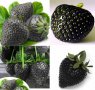 200 семена от плод черна ягода черни ягоди органични плодови ягодови семена от вкусни ягоди отлични , снимка 10