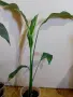 Spathiphyllum Sebastian , снимка 2