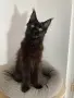 Мейн-куун котка, снимка 5