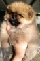 померан, мини померан , снимка 4