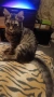 Подарявам малко коте,на 5 месеца. , снимка 1