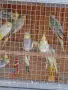 Вълнисти папагали и Корели , снимка 11