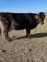 Продавам 11 Крави, снимка 2