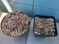 Живи камъчета - Lithops, снимка 2