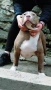 Американско були хл American bully XL, снимка 6