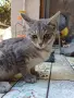 Женски котета търсят дом, снимка 9