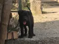  КЧЕТА КАНЕ КОРСО, снимка 4