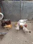 Продавам ярки и петлета, снимка 2
