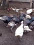 Птици за продан, снимка 2