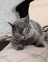 Британска късокосместа, снимка 3
