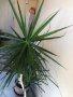 Палма Драцена , снимка 4