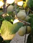 Продавам едроплодни дренки, снимка 7