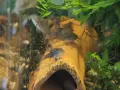 Сомче коридорас, зелен коридорас, brochis splendens, снимка 7