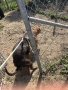 American Pitbull Terier X American bully, снимка 8