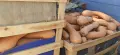 Продавам тикви различни сортове, снимка 12