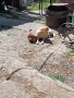 ПОДАРЯВАМ малки кученца , снимка 2