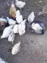 пилета бройлери , снимка 1