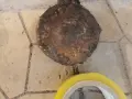 СТАРО АНТИЧНО ГЮЛЕ 1/2 1908261059, снимка 15