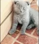 британски сиви късокосмести, снимка 1