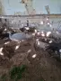 Пауни опал,чернокрили и зелени, снимка 8