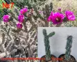 Градински студоустойчиви кактуси, снимка 1