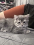 Британски късокосмести котенца, снимка 6